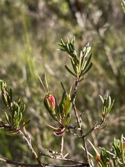 Darwinia biflora