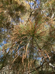 Allocasuarina torulosa