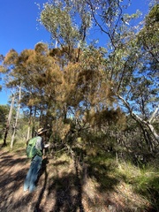 Allocasuarina torulosa