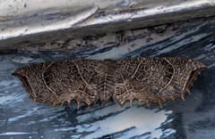 Epiplema reticulata