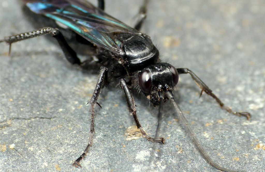 Spider Wasps, Velvet Ants, and Allies