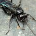 Spider Wasps, Velvet Ants, and Allies - Photo (c) Steve Kerr, some rights reserved (CC BY), uploaded by Steve Kerr