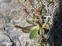 Plantago subnuda