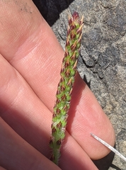 Plantago subnuda