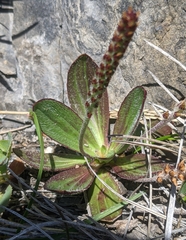 Plantago subnuda