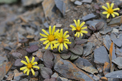 Cremanthodium humile