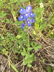 Lupinus subcarnosus