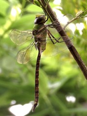 Anax indicus