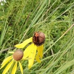 Nemognatha piazata