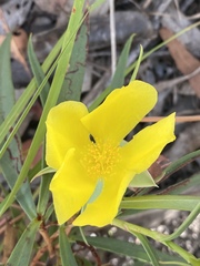 Hibbertia longifolia