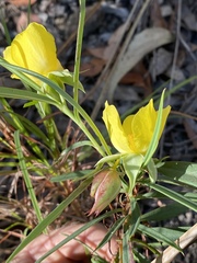 Hibbertia longifolia