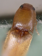 Dolerosomus blaisdelli