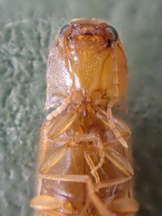 Dolerosomus blaisdelli