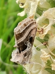 Euchalcia variabilis