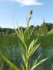 Jacobaea paludosa