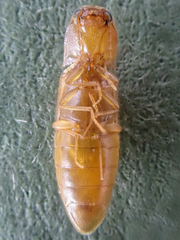 Dolerosomus blaisdelli