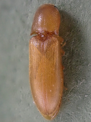 Dolerosomus blaisdelli