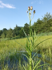 Jacobaea paludosa