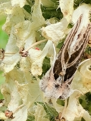 Euchalcia variabilis