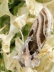 Euchalcia variabilis