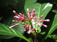 Fuchsia arborescens