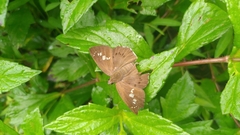 Seseria formosana