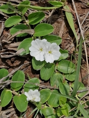 Evolvulus prostratus