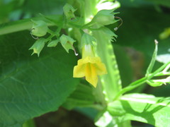 Leucocarpus perfoliatus