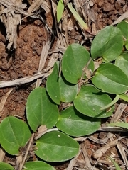 Evolvulus prostratus