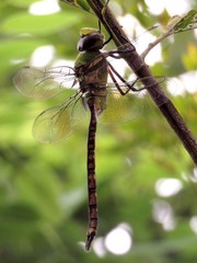Anax indicus