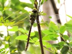 Anax indicus