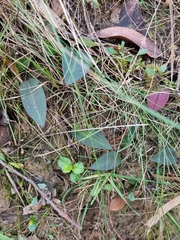 Cryptostylis leptochila
