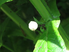 Leucocarpus perfoliatus