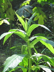 Leucocarpus perfoliatus
