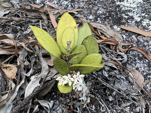 Hoya australis