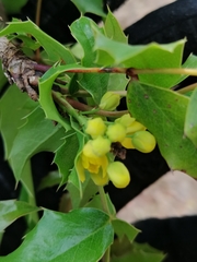 Berberis moranensis