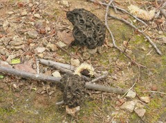 Morchella angusticeps