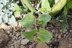 Acleisanthes longiflora