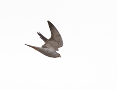 Falco hypoleucos