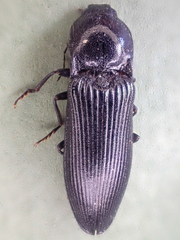 Hemicrepidius morio