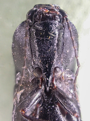 Hemicrepidius morio