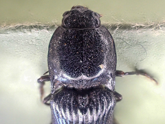 Hemicrepidius morio