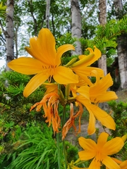 Hemerocallis middendorffii