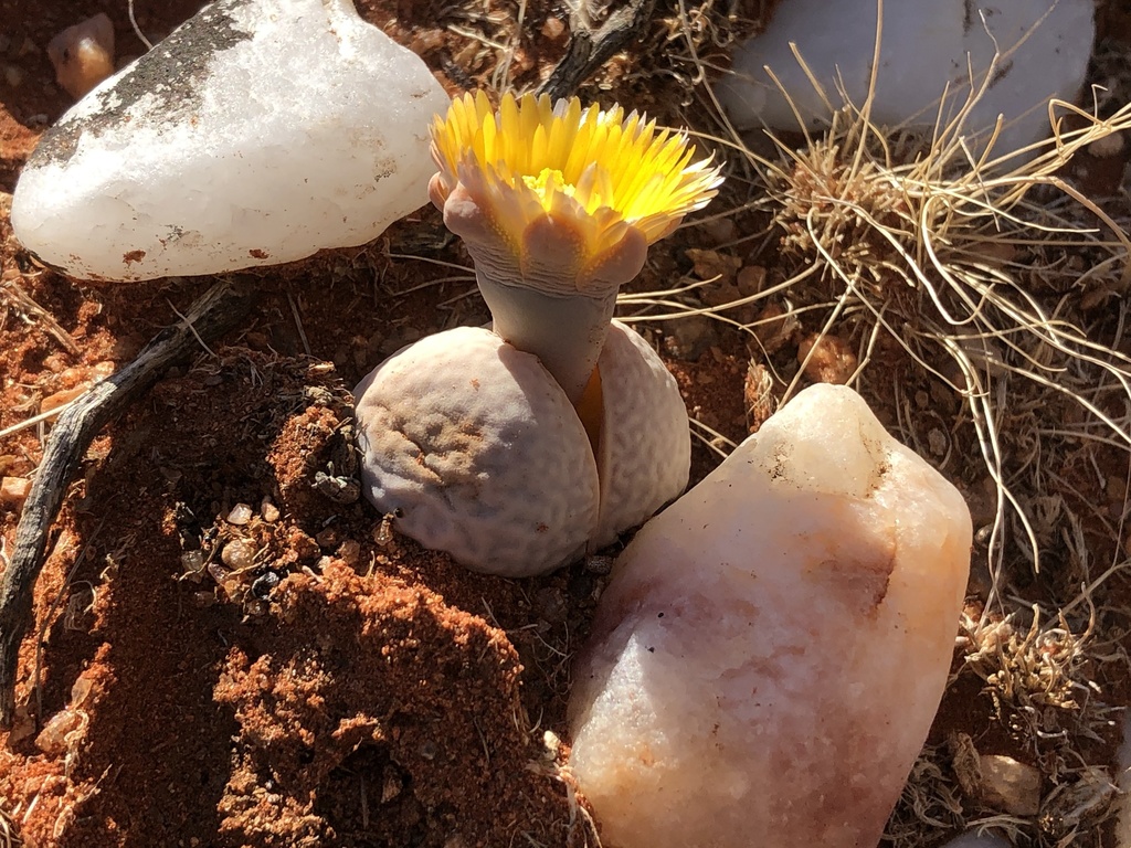 Dinteranthus pole-evansii (Living Stone Plant)