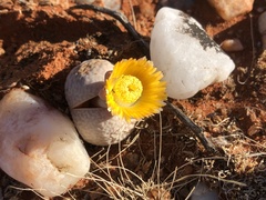 Dinteranthus pole-evansii