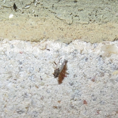 Nysius vinitor