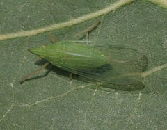 Dictyophara australiaca