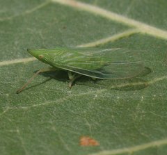 Dictyophara australiaca
