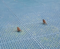 Passer domesticus domesticus