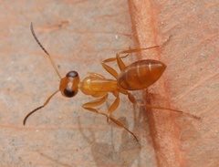 Opisthopsis